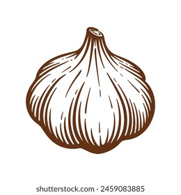Garlic hand drawn illustration. Garlic vector line art