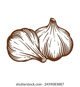 Garlic hand drawn illustration. Garlic vector line art