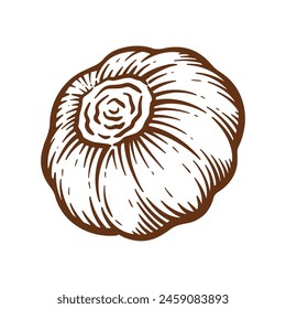 Garlic hand drawn illustration. Garlic vector line art