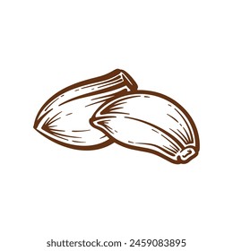 Garlic hand drawn illustration. Garlic vector line art