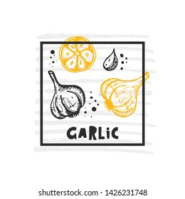 Garlic. Hand drawn realistic vector illustration. Organic vegetable. Eco food. Farm market product. Isolated white background. Can be used for shop, menu, card, poster, label