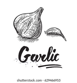 Garlic hand drawn sketch illustration with hand lettering on the white background.