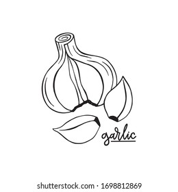 Garlic Hand Drawn Sketch Vector Illustration.