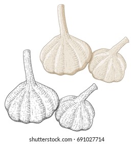 Garlic. Hand drawn sketch. Vector illustration isolated on white background