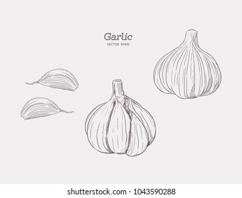 Garlic hand drawn vector illustration set. Isolated Vegetable, clove, sliced pieces. Engraved style object. Detailed vegetarian food drawing. Farm market product.