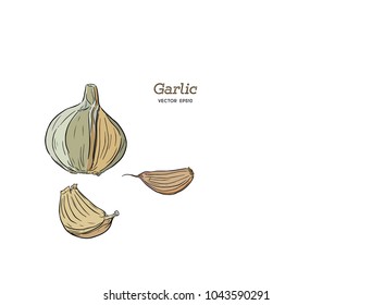 Garlic hand drawn vector illustration set. Isolated Vegetable, clove, sliced pieces. Engraved style object. Detailed vegetarian food drawing. Farm market product.