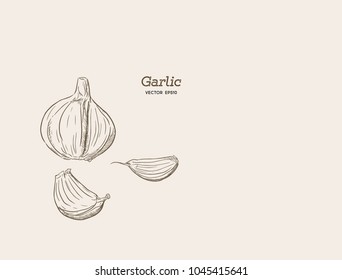 Garlic hand drawn vector illustration set. Isolated Vegetable, clove, sliced pieces. Engraved style object. Detailed vegetarian food drawing. Farm market product.