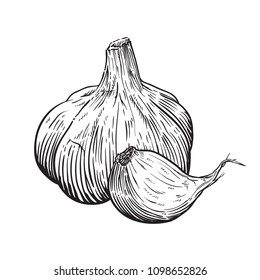 Garlic hand drawn vector illustration. isolated on white background. 
images are easy to edit and separate