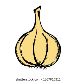 Garlic Hand Drawn Vector Illustration on doodle style