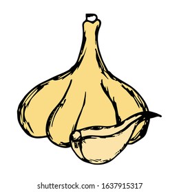 Garlic Hand Drawn Vector Illustration on doodle style