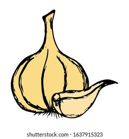 Garlic Hand Drawn Vector Illustration on doodle style