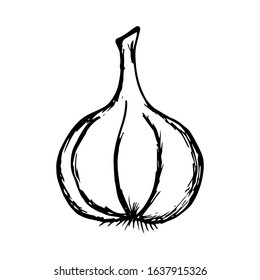 Garlic Hand Drawn Vector Illustration on doodle style