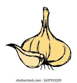 Garlic Hand Drawn Vector Illustration on doodle style