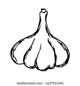 Garlic Hand Drawn Vector Illustration on doodle style