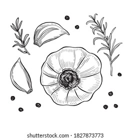 Garlic hand drawn vector illustration set. Isolated garlic, cloves, rosemary and black pepper. Engraved style vector. Garlic and spices. Detailed hand drawn set. Garlic for menu, label, icon, etc