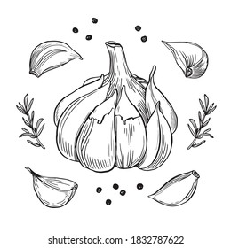 Garlic hand drawn vector illustration set. Isolated garlic, cloves, rosemary and black pepper. Engraved style vector. Garlic and spices. Detailed hand drawn set. Garlic for menu, label, icon, etc