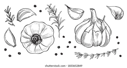 Garlic hand drawn vector illustration set. Isolated garlic, cloves, rosemary and black pepper. Engraved style vector. Garlic and spices. Detailed hand drawn set. Garlic for menu, label, icon, etc