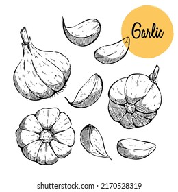 Garlic hand drawn vector illustration set. Isolated Vegetable, clove, sliced pieces. Engraved style object. Detailed vegetarian food drawing