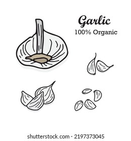 Garlic hand drawn vector illustration set. Flat style Isolated on the white background, vector. Garlic hand drawn set for logo of restaurant , menu, label, icon, etc