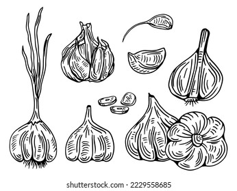 Garlic hand drawn vector illustration set. Isolated Vegetable, clove, sliced pieces. Engraved style object. Detailed vegetarian food drawing. Farm market product. Great for menu, label, icon