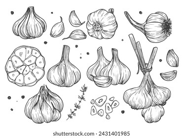 Garlic hand drawn vector illustration set. Isolated garlic, cloves, rosemary and black pepper. Doodle garlic sketch