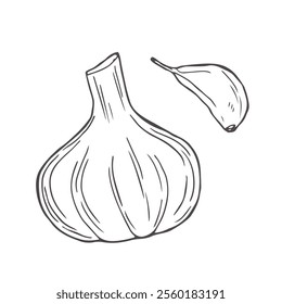Garlic hand drawn vector illustration set.