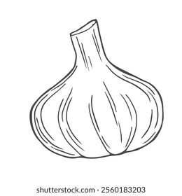 Garlic hand drawn vector illustration set.