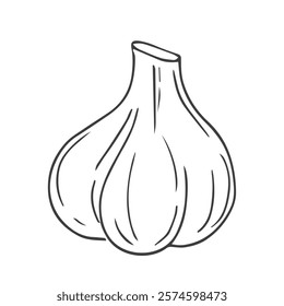 Garlic hand drawn vector illustration sketch. Isolated garlic, cloves