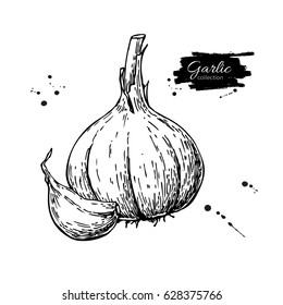 Garlic hand drawn vector illustration. Isolated Vegetable with clove. Engraved style object. Detailed vegetarian food drawing. Farm market product. Great for menu, label, icon