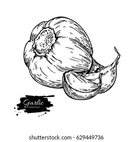 Garlic hand drawn vector illustration. Isolated Vegetable with clove. Engraved style object. Detailed vegetarian food drawing. Farm market product. Great for menu, label, icon