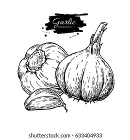 Garlic hand drawn vector illustration. Isolated Vegetable with clove. Engraved style object. Detailed vegetarian food drawing. Farm market product. Great for menu, label, icon