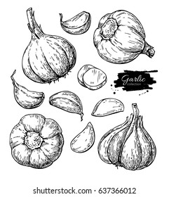 Garlic hand drawn vector illustration set. Isolated Vegetable, clove, sliced pieces.  Engraved style object. Detailed vegetarian food drawing. Farm market product. Great for menu, label, icon