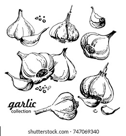 Garlic hand drawn vector illustration set. Farm market product