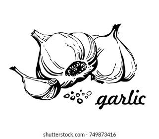 Garlic hand drawn vector illustration