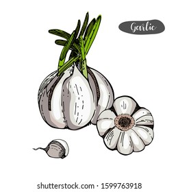 Garlic hand drawn vector illustration.Detailed retro style sketch.Kitchen herbal spice and food ingredient.Garlic, isolated spice object.