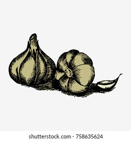 Garlic hand drawn vector stock illustration isolated on white background