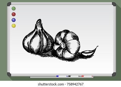 Garlic hand drawn vector stock illustration on whiteboard