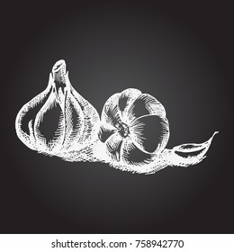Garlic hand drawn vector stock illustration. Chalk board drawing