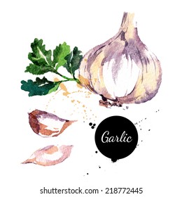 Garlic. Hand drawn watercolor painting on white background. Vector illustration