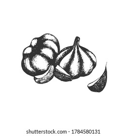 Garlic. Hand-drawn on a white background. Vector graphics