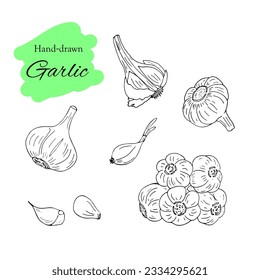 Ilustración vectorial de ajo dibujado a mano. Esquema Isolación de la ilustración vectorial de ajo, clavos y un montón de ajo. Producto del mercado agrícola, verdura aislada.