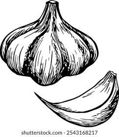 Cabeza de ajo y clavo. Gráficos de Vector con la Imagen de especias aromáticas. Ilustración dibujada a mano en blanco y negro. Sobre un fondo blanco. Ideal para recetas culinarias, menús, carteles o etiquetas.