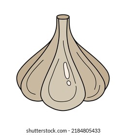 Garlic. Head of garlic. Organic farm product. A spicy food ingredient. Hand drawn vector illustration.