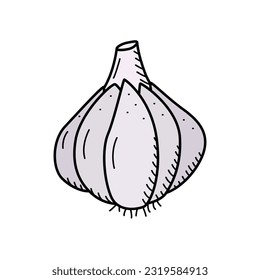 Garlic head sketch icon, vector drawing of a vegetable on a white background.