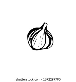 Garlic head, vector illustration, hand drawing