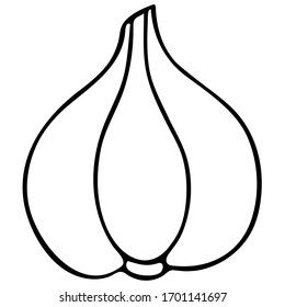 Garlic head. Vegetable culture. Fake assistant for the outbreak of coronavirus infection Covid-19. Vector illustration. It is used as an antiseptic in medicine, as well as in cooking. Isolated. Sketch