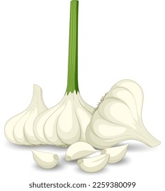 Garlic heads with clove on white background illustration