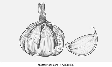 garlic herbs hand-drawing style isolated on white background,sketch garlic, spices, herbs, ingrediet healthy diet