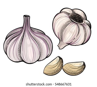 Garlic herbs and spices sketch illustration Vector hand drawn set of garlic. 