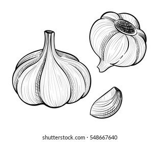 Garlic herbs and spices sketch illustration Vector hand drawn set of garlic. 